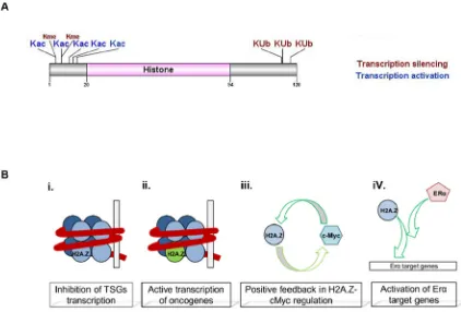 Figure 3: H2A.Z histone variant structure and function. A. H2A.Z protein domain and reported PTMs [93, 94, 97, 98, 109]