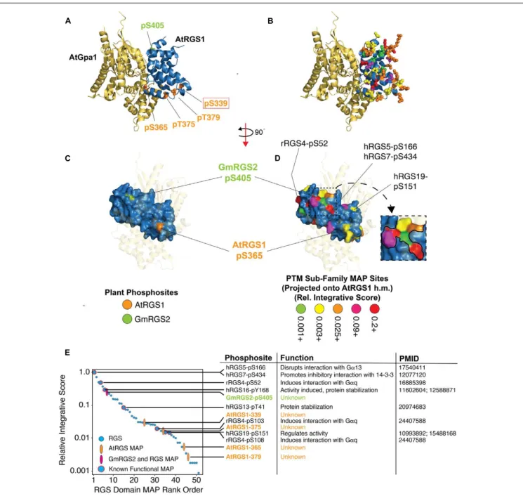 FIGURE 5 | Structural projection and quantitative rank ordering of plant and non-plant MAPs identifies potential functional roles for plant phosphosites