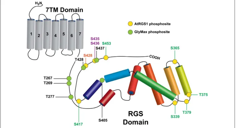 FIGURE 1 | Rreceptor-like kinase (RLK) targets on plant RGS proteins. Phosphorylation sites identified in this study on AtRGS1 and GmRGS2 as well as sites identified previously are illustrated in the context of the domain architectures of AtRGS1 and GmRGS2