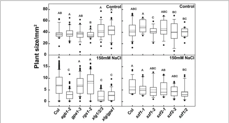 FIGURE 5 | Salt phenotypes of the G protein and szf mutants. Arabidopsis seedlings were grown horizontally on ¼ MS medium with 1% sucrose with or without 150 mM NaCl under continuous dim light for 2 weeks, and the leaf area were measured to evaluate the gr