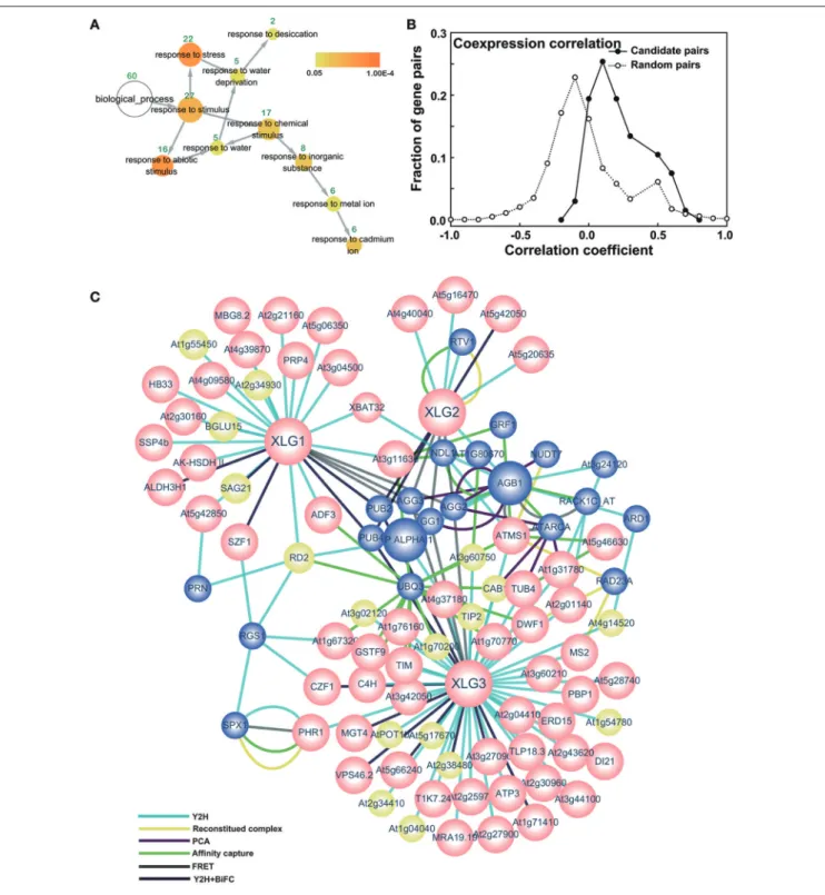 FIGURE 1 | Core XLG interactome. (A) GO enrichment of the interactors. The GO analysis was performed in cytoscape using all the interactors from the Y2H screen.