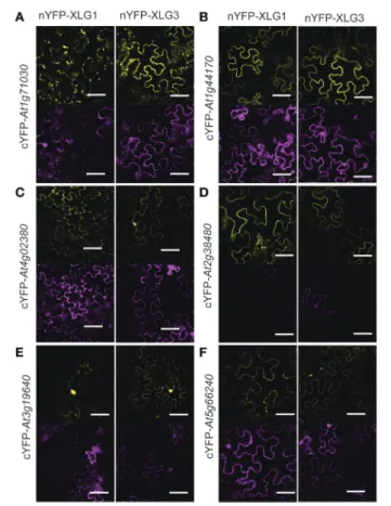FIGURE 2 | BiFC for selected candidate XLG1 and 3 interacting proteins outside the nucleus