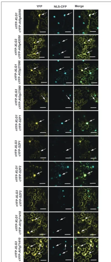 FIGURE 3 | BiFC for selected candidate XLG interacting proteins in the nucleus. The indicated XLG proteins fused to the N-terminus of YFP with the prey proteins fused to the C-terminus of YFP is provided on the left rows.
