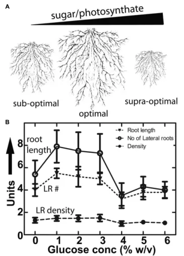 FIGURE 1 | Conserved architecture of plant root growth in nature and the lab. (A) Diagrammatic representation of roots of different size showing constant lateral root density and lateral root primordial position grown under sub-optimal, optimal and supra-o