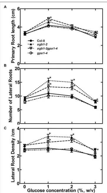 FIGURE 2 | Role of G protein subunits in sensing sugar in RSA maintenance. (A) Primary root length of 11-day-old seedlings of G α, Gβ and Gαβ double subunit mutants (indicated genotypes) were grown on 1 / 2 X MS, and 0.75% agar, 22 ◦ C, 8:16 light: dark cy