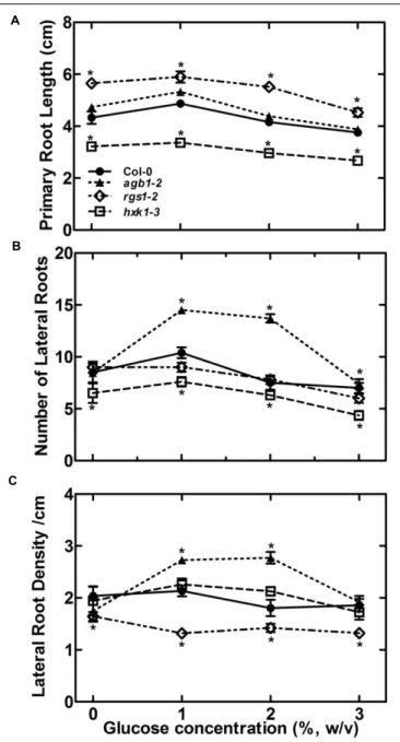 FIGURE 3 | The sugar sensing mechanism in RSA maintenance may involve both HEXOKINASE 1(HXK1) and REGULATOR of G SIGNALING 1 (RGS1)