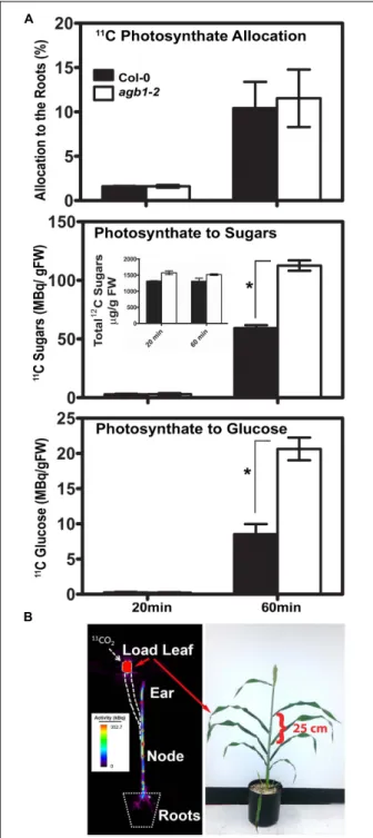 FIGURE 4 | Positron electron tomography imaging of allocation and partitioning of photoassimilate
