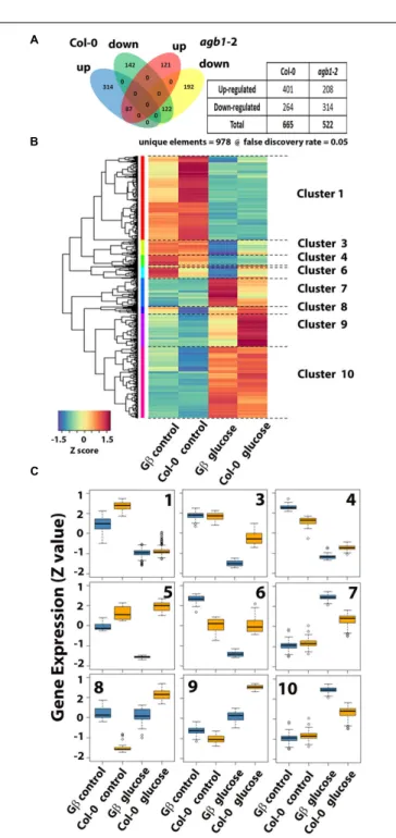 FIGURE 6 | Altered subcellular localization of PIN2-GFP in the agb1-2 mutant. (A) Quantitation of PIN2-GFP subcellular localization in Col-0 and agb1-2 root tip cells grown with or without supplemental 3% glucose.