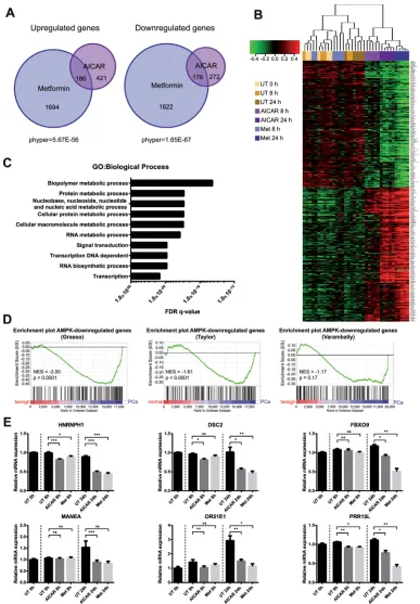 Figure 1: Genome-wide expression profiling reveals the transcriptional impact of AMPK activation in prostate cancer cells