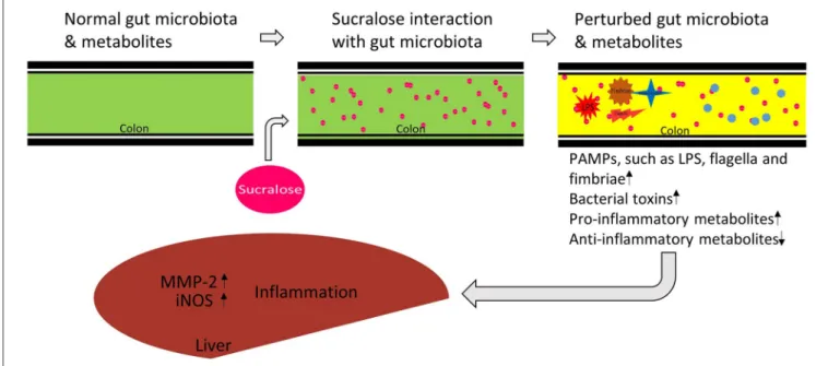 FIGURE 8 | Proposed functional link between sucralose-induced gut microbiota alterations and host inflammation