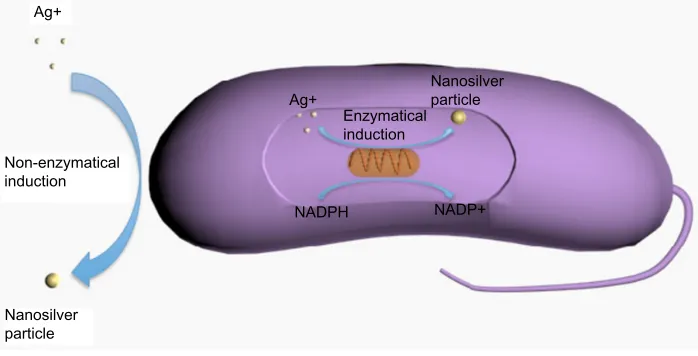 Figure 2 Chemical synthesis of nanosilver particles.Abbreviation: Ag, silver.