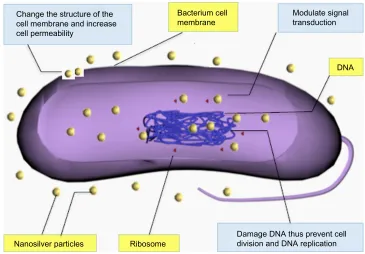 Figure 4 Antibacterial mechanism of nanosilver particles.Abbreviation: DNA, deoxyribonucleic acid.