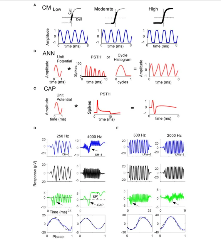 FIGURE 1 | Schematics of the sources of the CM, ANN, and CAP (A–C) and examples of ECochG responses obtained from two CI subjects (D,E)