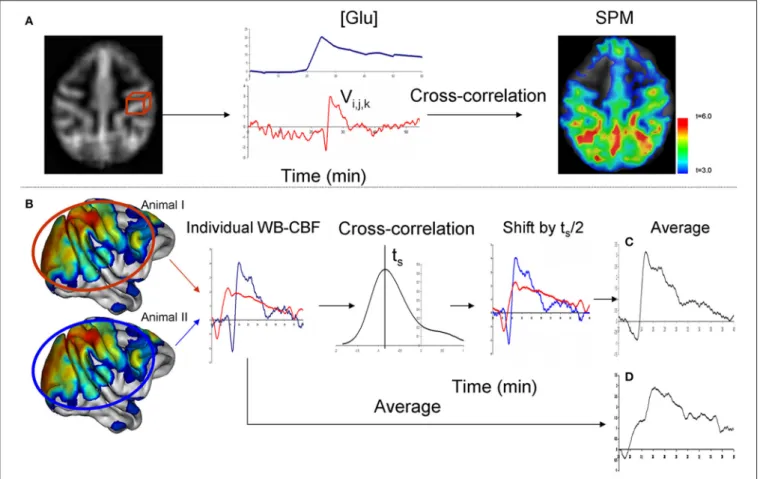 FIGURE 1 | Data analysis was performed in two steps. During the first step (A), cerebral area with CBF trends that followed the trends of blood glucose levels ([Glc]) were identified using cross-correlation analysis