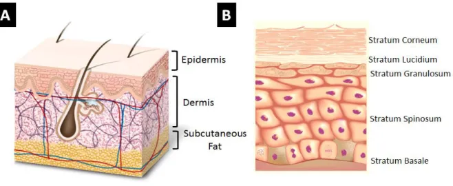 Figure 1.1 Structure of the skin A) Structure of full thickness skin B) Structure of the Epidermis