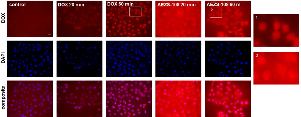 Figure 4: The intracellular distribution of AEZS-108 and doxorubicin are different after a short incubation in DU-145 castration-resistant cells