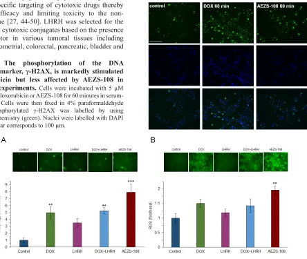 Figure 5: The phosphorylation of the DNA breakdown marker, γ-H2AX, is markedly stimulated by doxorubicin but less affected by AEZS-108 in short-term experiments