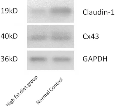Figure 4. The expression of Claudin-1, Cx43, Cx45 and Cx46 amount is lower than the control group in heart coro-nary artery in high fat diet group