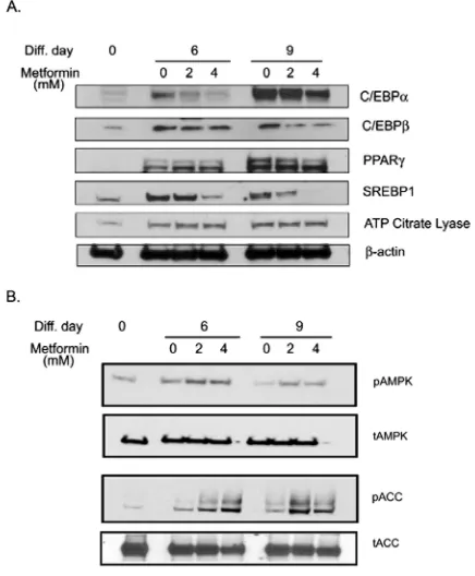FIGURE 4: Metformin inhibited adipogenesis regulating transcription factors and activates AMPK