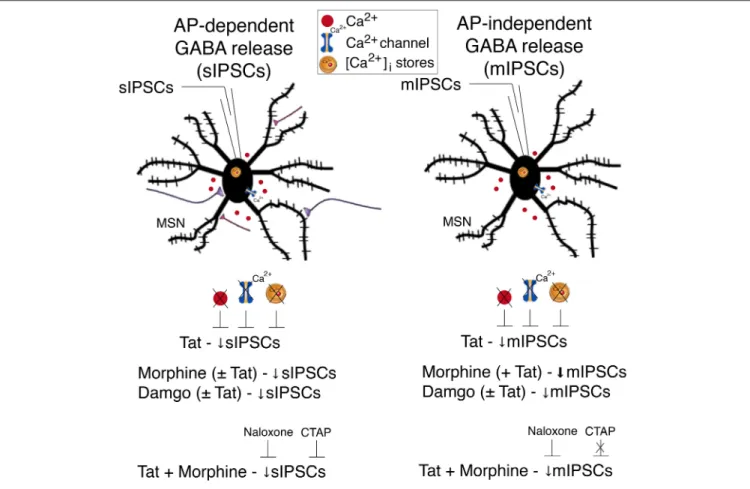 FIGURE 5 | Summary of the effects on inhibitory GABAergic neurotransmission by HIV-1 Tat and opioids
