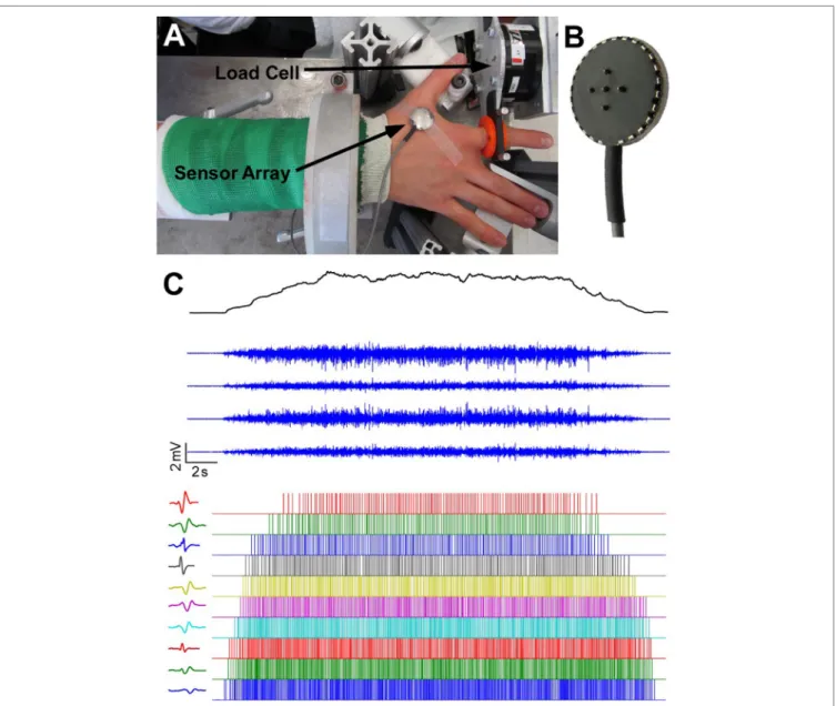 FigUre 1 | experimental apparatus, electromyogram recordings and motor unit decomposition