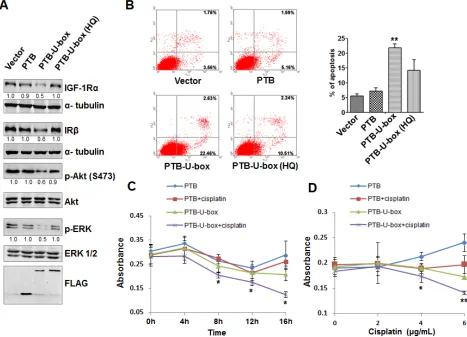 Fig.2C, expression of PTB-U-box markedly shortened 