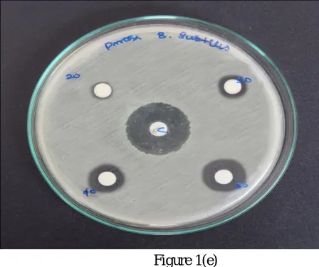 Figure 1(e) Figure 1: Antibacterial activity of ZnO thin film against multiple pathogens 
