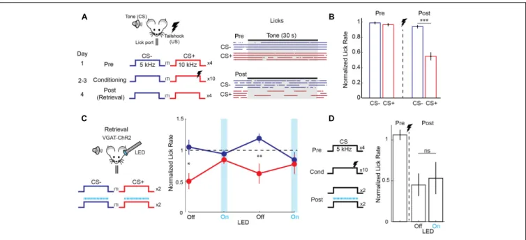 FIGURE 1 | Auditory cortex is required for discriminative fear learning. (A) (Left) Schematic of auditory fear conditioning protocol
