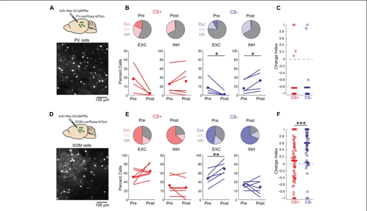 FIGURE 6 | Discriminative fear conditioning selectively enhances SOM cell responses to CS– tones