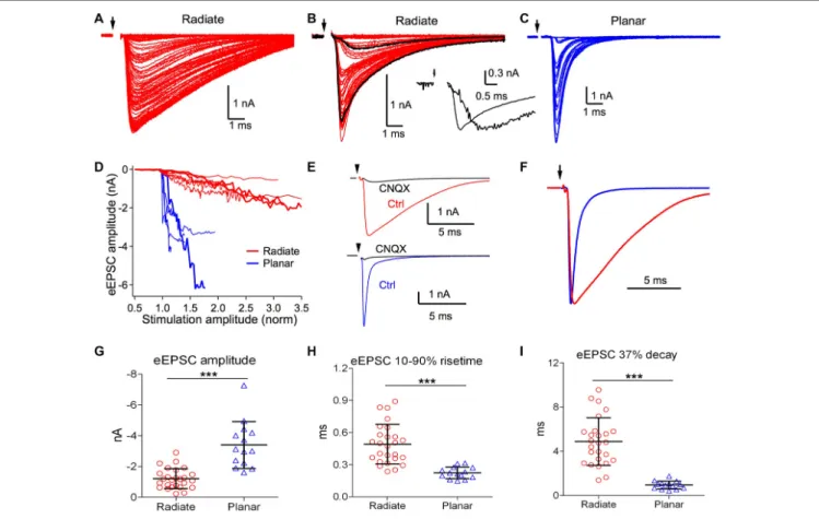 FIGURE 4 | Radiate neurons receive weaker and slower evoked synaptic inputs than planar neurons