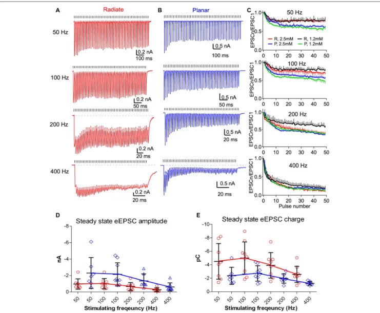 FIGURE 5 | Short term dynamics of auditory nerve synaptic inputs differs between radiate and planar cells