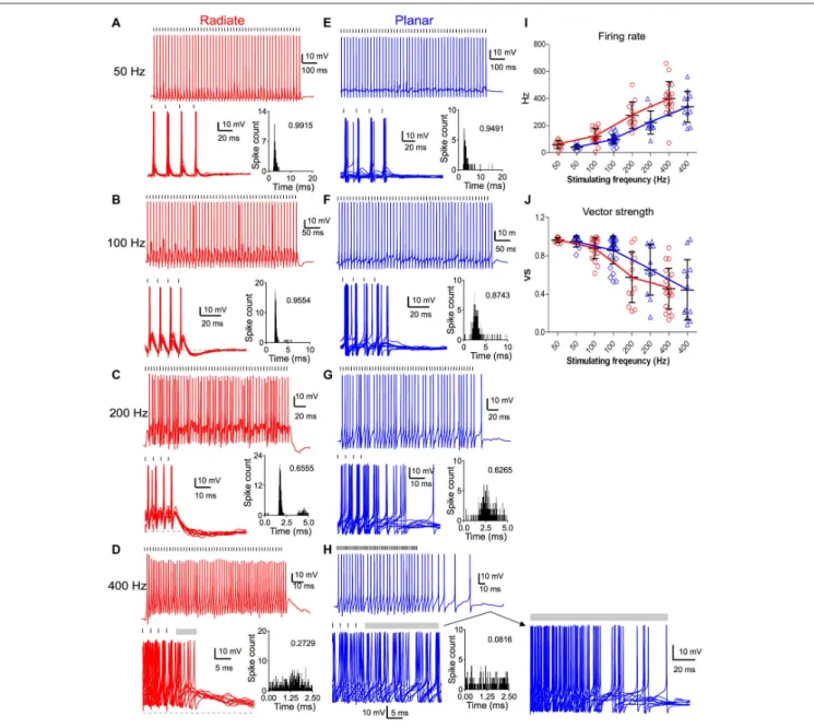 FIGURE 6 | Comparison of suprathreshold spike entrainment between radiate and planar cells
