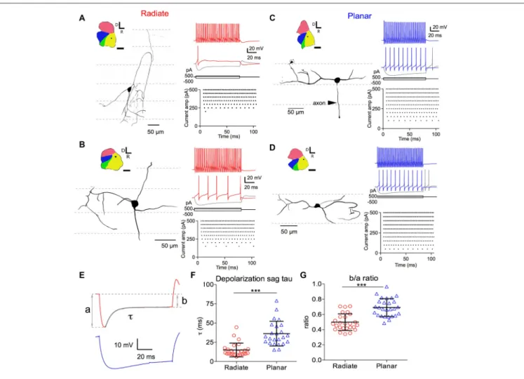 FIGURE 1 | Morphology of radiate and planar neurons and current-evoked responses. Two example radiate neurons (A,B) and two example planar neurons (C,D) are shown