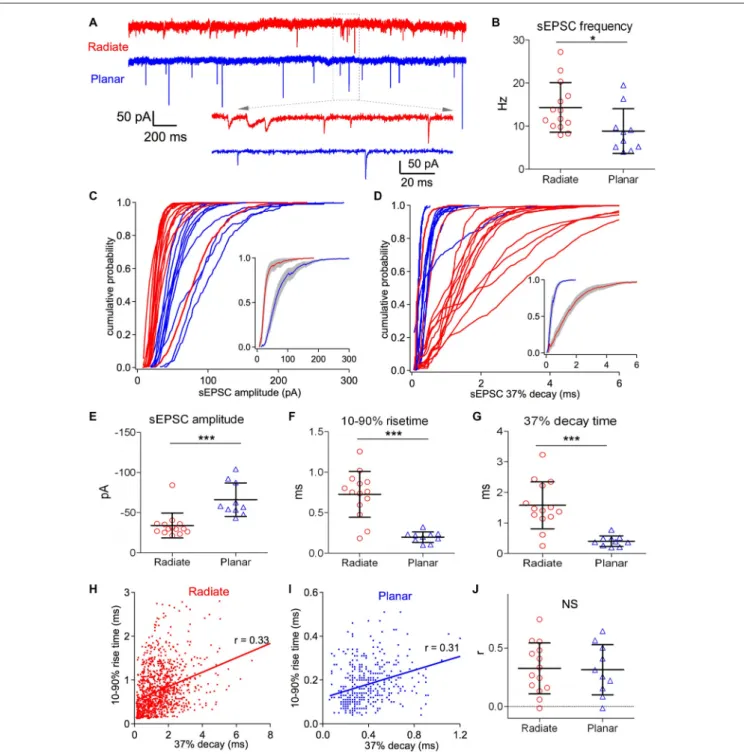 FIGURE 3 | Radiate cells have more diverse spontaneous excitatory postsynaptic current (sEPSCs) with smaller amplitude and slower kinetics than planar cells.
