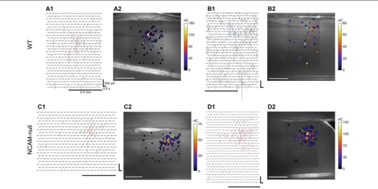 FIGURE 6 | Laser scanning photostimulation maps for pyramidal cells in WT and NCAM-null mice in voltage-clamp