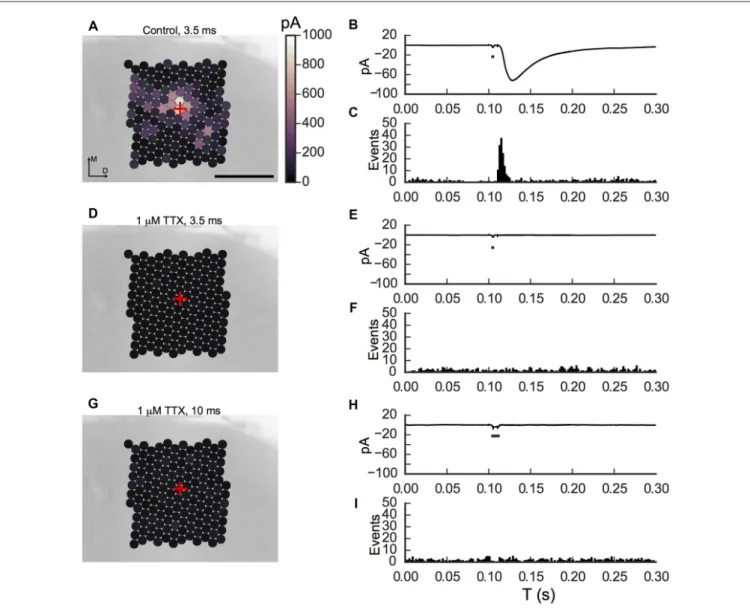 FIGURE 8 | Tetrodotoxin (TTX) blocks light-evoked responses in pyramidal cells. (A) Map of average IPSC amplitude onto ACC layer 2/3 pyramidal cell, averaged of three trials for a 3.5 ms light flash