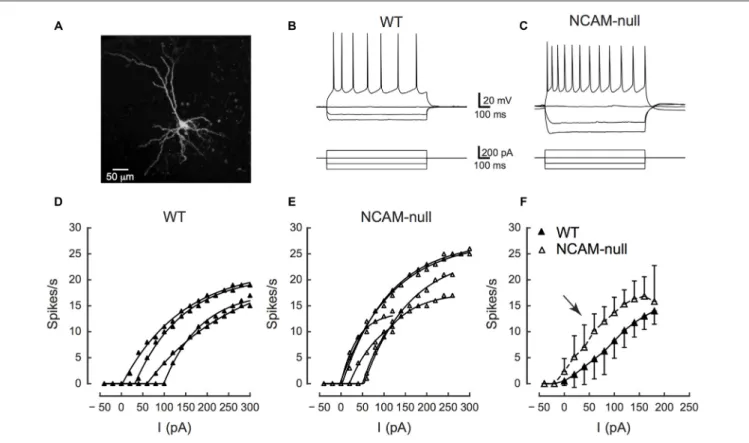 FIGURE 9 | Comparisons of firing rates of pyramidal cells between WT and NCAM-null mice in ACC in current clamp