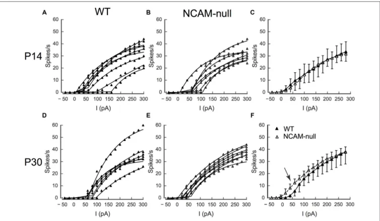 FIGURE 10 | Intrinsic excitability is increased in NCAM-null pyramidal cells at P30–P34, but not at P14–16