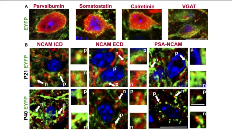 FIGURE 1 | Characterization of interneuron populations and neural cell adhesion molecule (NCAM) expression in the anterior cingulate cortex (ACC) of vesicular gamma-amino butyric acid (GABA) transporter (VGAT)-channelrhodopsin-2 (ChR2)-enhanced yellow fluo