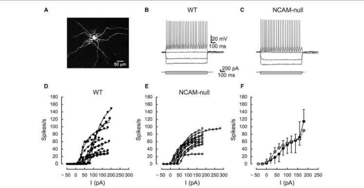 FIGURE 2 | Comparisons of firing rates of interneurons between wild type (WT) and NCAM-null mice in ACC