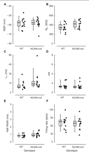 FIGURE 3 | Comparison of intrinsic electrophysiologic measures between WT and NCAM-null mice