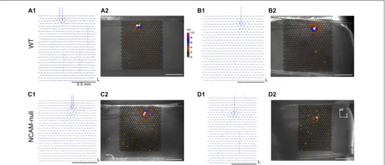 FIGURE 4 | Laser scanning photostimulation maps for interneurons in WT and NCAM-null mice