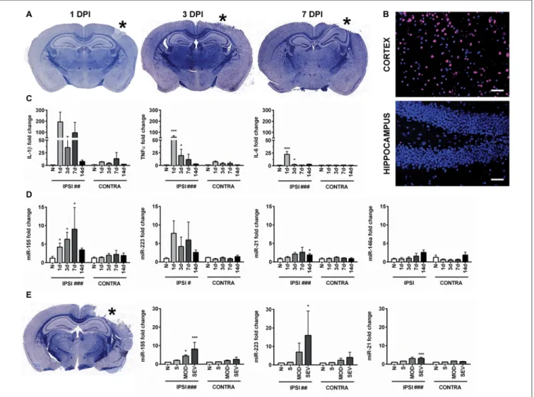 FIGURE 1 | Controlled cortical impact (CCI) increases inflammation-associated microRNAs (miRNAs) in the hippocampus