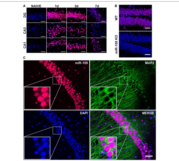 FIGURE 2 | Nuclear, neuronal localization of miR-155 in the hippocampus after CCI. (A) Fluorescence in situ hybridization (FISH) for miR-155 1, 3 and 7 days after moderate CCI and in naïve mice