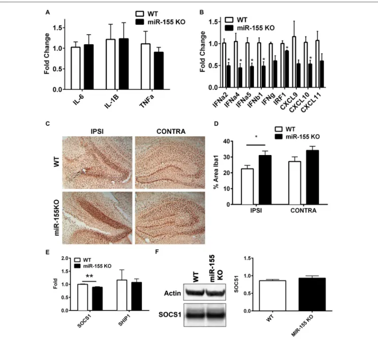FIGURE 3 | miR-155 KO mice have a dampened hippocampal interferon (IFN) response to CCI