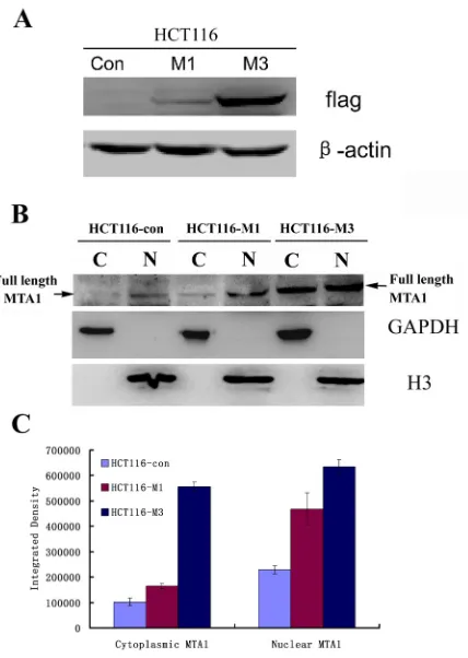Figure 4: MTA1 interacts with HDAC2 at both the nucleus and cytoplasm. A, Western blot analysis showing the localization of HDA2 to both the nucleus (N) and cytoplasm (C) of HCT116 cells; B, In vitro immunoprecipitation analysis of the MTA1-HDAC2 interacti