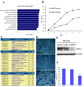 Figure 8: Role of MTA1 in cancer differentiation. A. The genes down-regulated in response to MTA1 overexpression are highly enriched on gut development and differentiation; B