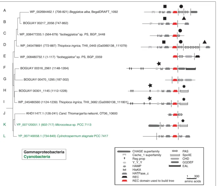 FIGURE 3 | Detail of REC domain Tree 36 showing BLASTP-predicted related predicted protein segments.