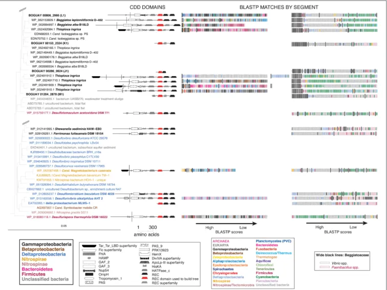 FIGURE 7 | Domain structure and color-coded BLASTP matches for selected Tree 19 sequences