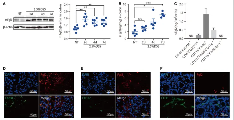 FigUre 1 | Identification of fibrinogen-like protein 2 (Fgl2)-expressing cells in dextran sodium sulfate (DSS)-induced colitis